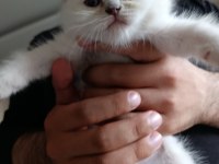 British Shorthair Bluepoint