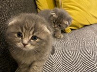 1 aylık scottish fold bebekler
