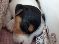 Jack Russell bebekler