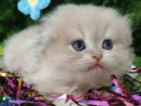 British Longhair Yavrumuz