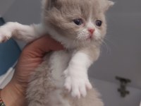 FAWN VE LİLAC DİŞİ ERKEK BRITISH SHORTHAIR YAVRULARIMIZ