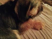 5 aylık terrier iç dış parazit yaptı