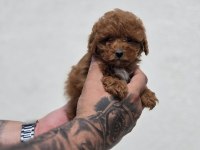 Bebek Surat Maltipoo Yavrular