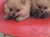 Bu pomeranian güzellikler sahiplendirmek için sizi bekliyor