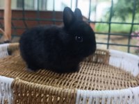 Hollanda cüce tavşan ve Hollanda mini lop