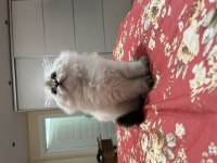 Mavi gözlü british longhair dişi yavru