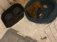 Erkek 3 aylık tam bir bebek poodle düşünenler için fırsat