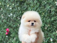 Ayıcık Surat Pomeranian Boo Yavrular