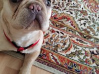 French bulldog köpeğimize bir bakın derim