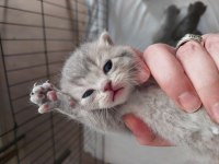 Ömürlük british shorthair yuvalarını bekliyorlar