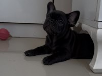 KUSURSUZ GÜZELLİKTE FRENCH BULLDOG