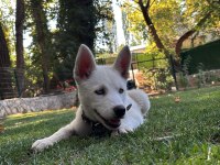 Mükemmel genetik köpeğimiz