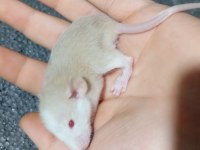 Dumbo Rat Yavru Bebekler