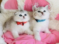 Show Kalite Silver Bicolor Scotısh Bebekleirm