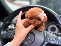 Core babadan teacup poodle bebekler