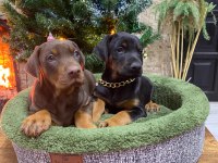 Orijinal king Doberman Yavruları