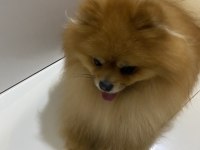 Şecereli pomeranian erkeğimize eş arıyoruz