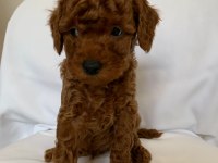 Kaliteli orjinal toy poodle yavrularımız