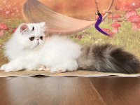 Safkan şecereli iran kedileri