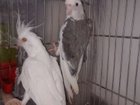 Albino sultan papağanı takımlar