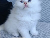 Sadece Aileye British Longhair