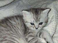 SAFKAN BRİTİSH SHORTHAİR