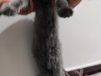 Tamamen sağlıklı 2 güzel british shorthair