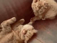 Cinnemon British Longhair Yavrular