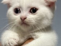Sevimli scottish fold kedim