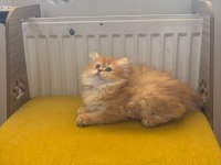 British longhair 2 aylık yavru