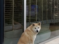 Akita dostumuz alexander 2 yaşında dişi