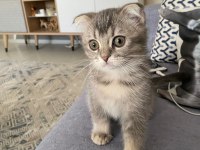 Scottish fold erkek yavru kedimiz
