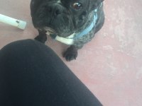 French bulldog rıfkı için yuva
