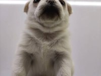 Yavru siyah beyaz pug