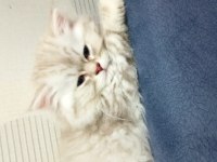 British longhair ns 11 silver
