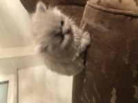 British shorthair bir aylık