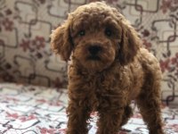 Toy poodle dişi yavru