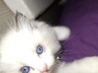 Dünyanın en sakin tatlı sevgi dolu kedisi ragdoll