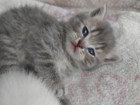 6 haftalık dişi british shorthair