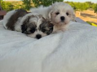Açık Renk ve Trecolor Shih Tzu Bebekler Sun Kennels