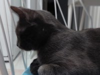 British shorthair Kakulemize acil ömürlük yuva arıyoruz