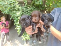 Labrador