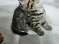 British shorthair tabby kedimiz