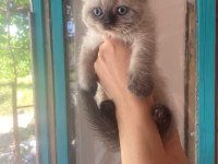 Teslime Hazır British Shorthair