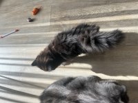 Scottish longhair ve british longhair yavrularımıza yuva