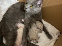 British shorthair kedimize ömürlük yuva arıyoruz