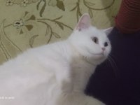 Baba adayı arıyorum british shorthair