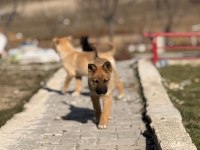 Çok uyguna yavru köpekler