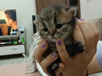Scottish Fold Yavrular