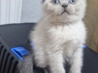 Minnoş Scottish Fold Kedim